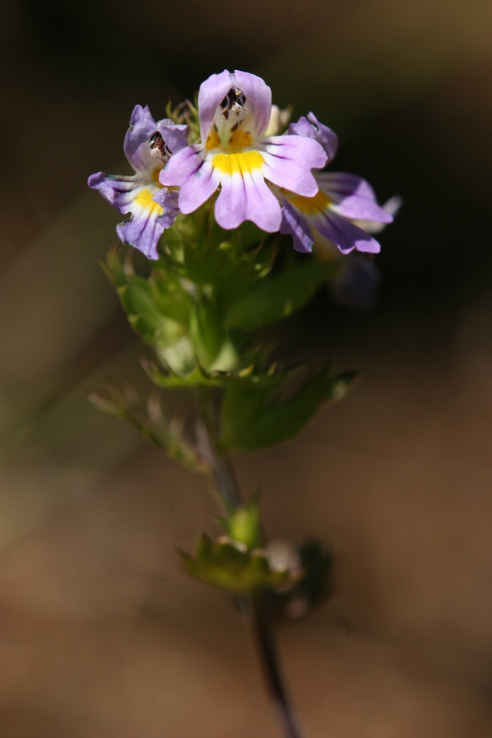 Help identificazione! - Euphrasia sp.