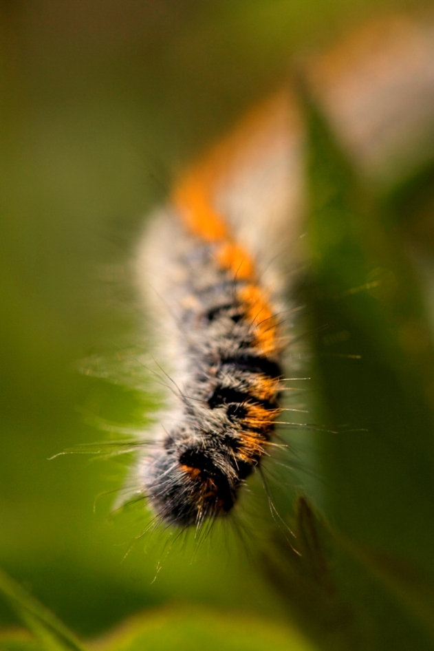 Bruco di...? - Lasiocampa (Pachygastria) trifolii