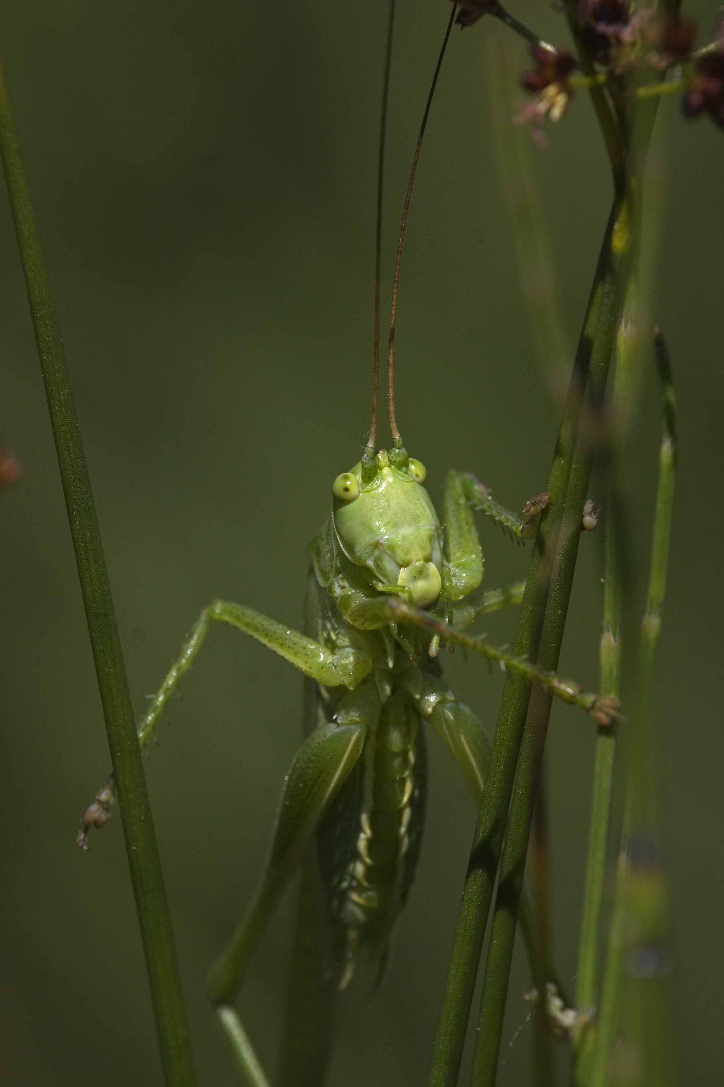 Ortottero di Caselette (TO): Tettigonia viridissima