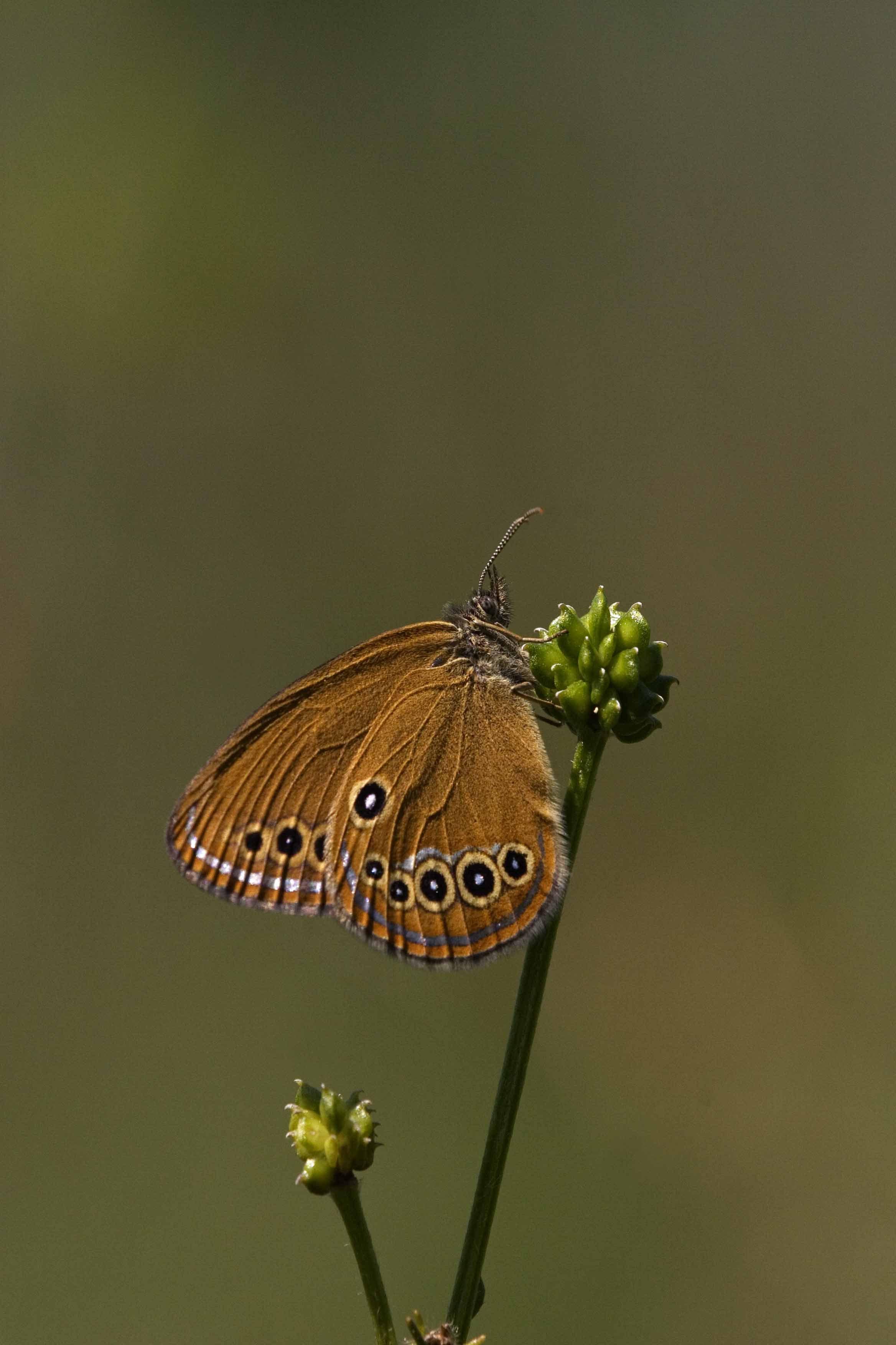 Coenonympha oedippus femmina