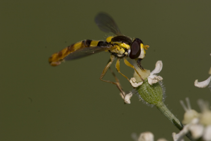 Sphaerophoria scripta (Syrphidae)