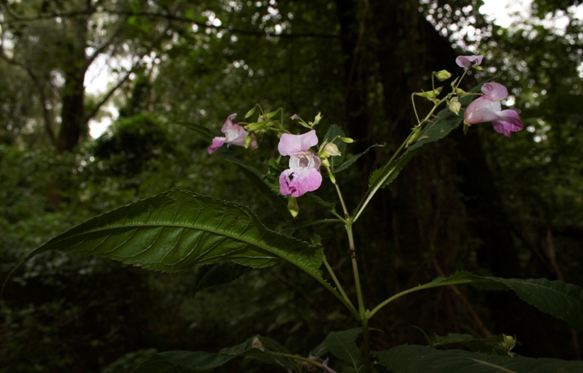 Riserva di Fondotoce (VB) - Impatiens balfourii