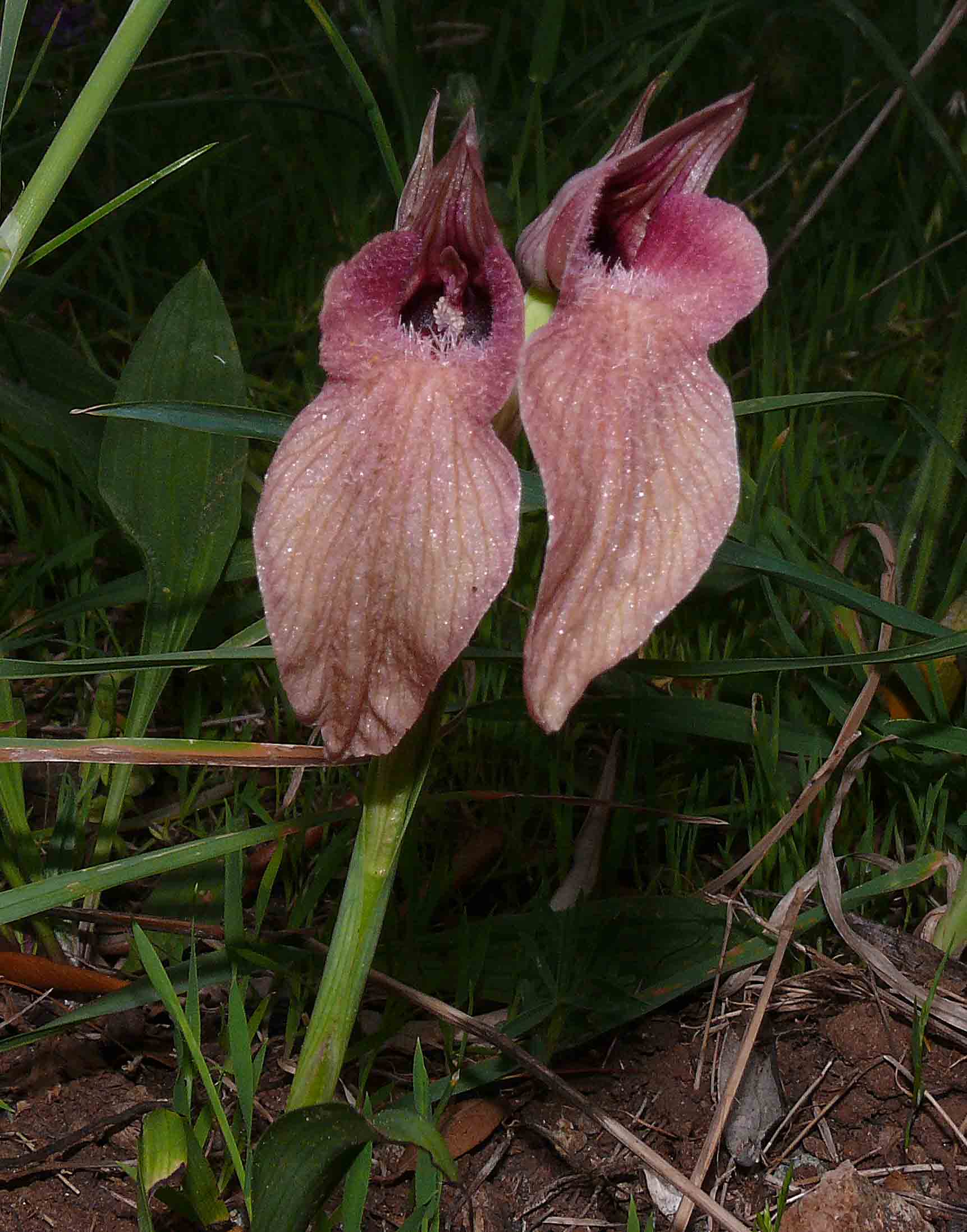 Orchis neglecta??