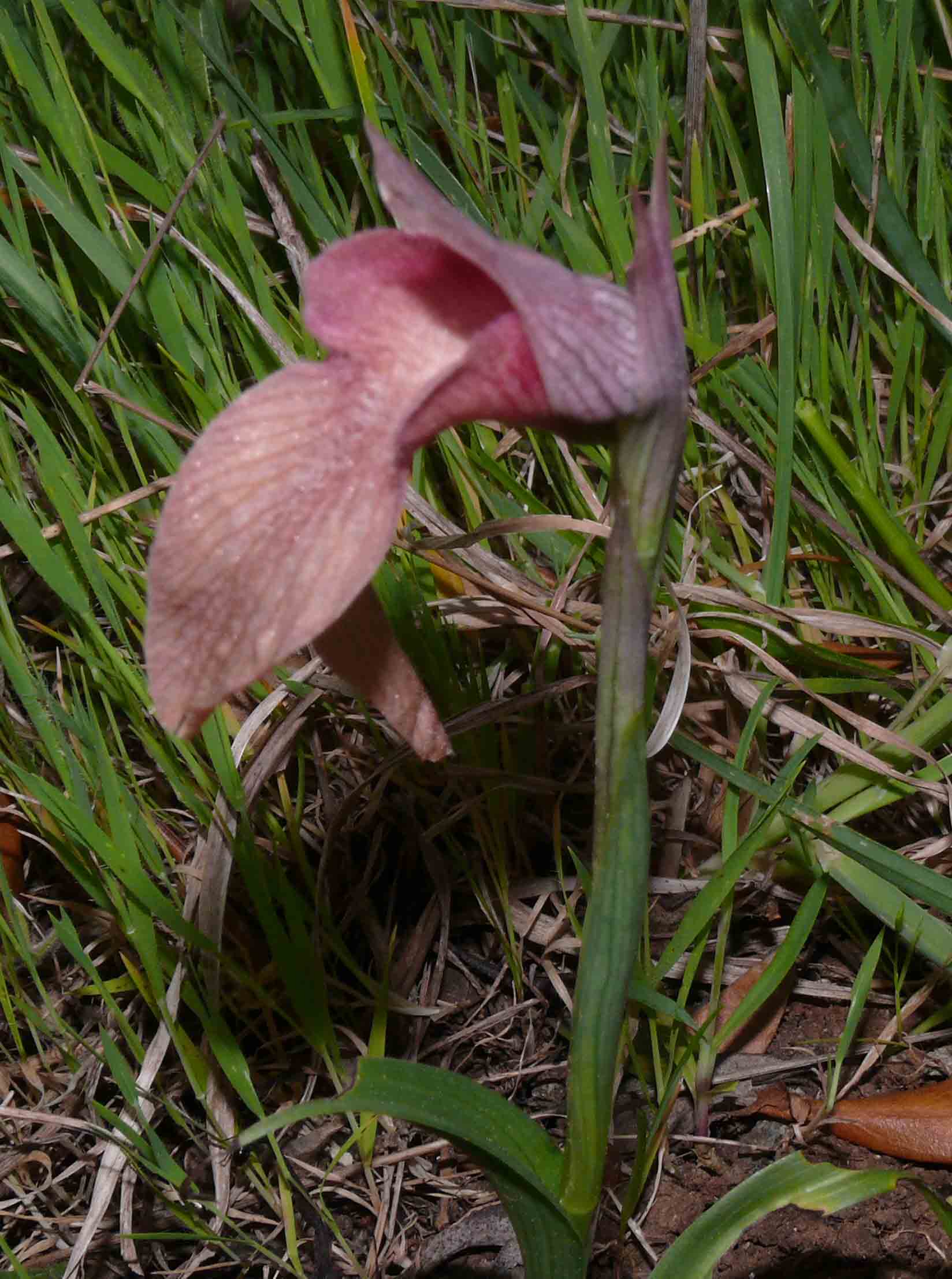 Orchis neglecta?? 2 inv