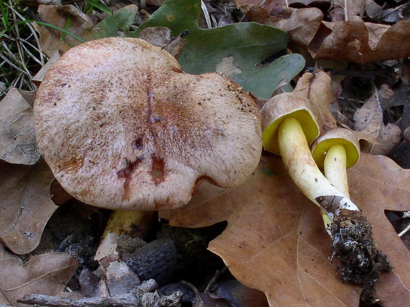 Aureoboletus gentilis (Qul.) Pouzar