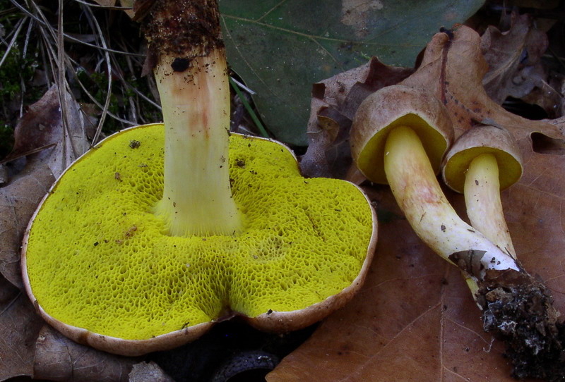 Aureoboletus gentilis (Qul.) Pouzar