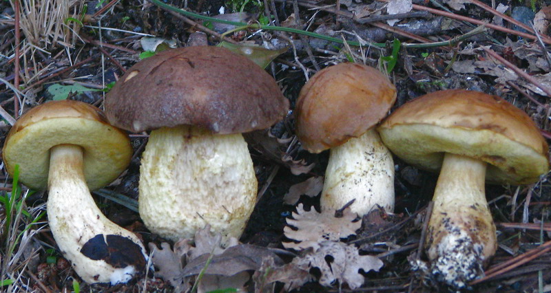 boleto da identificare