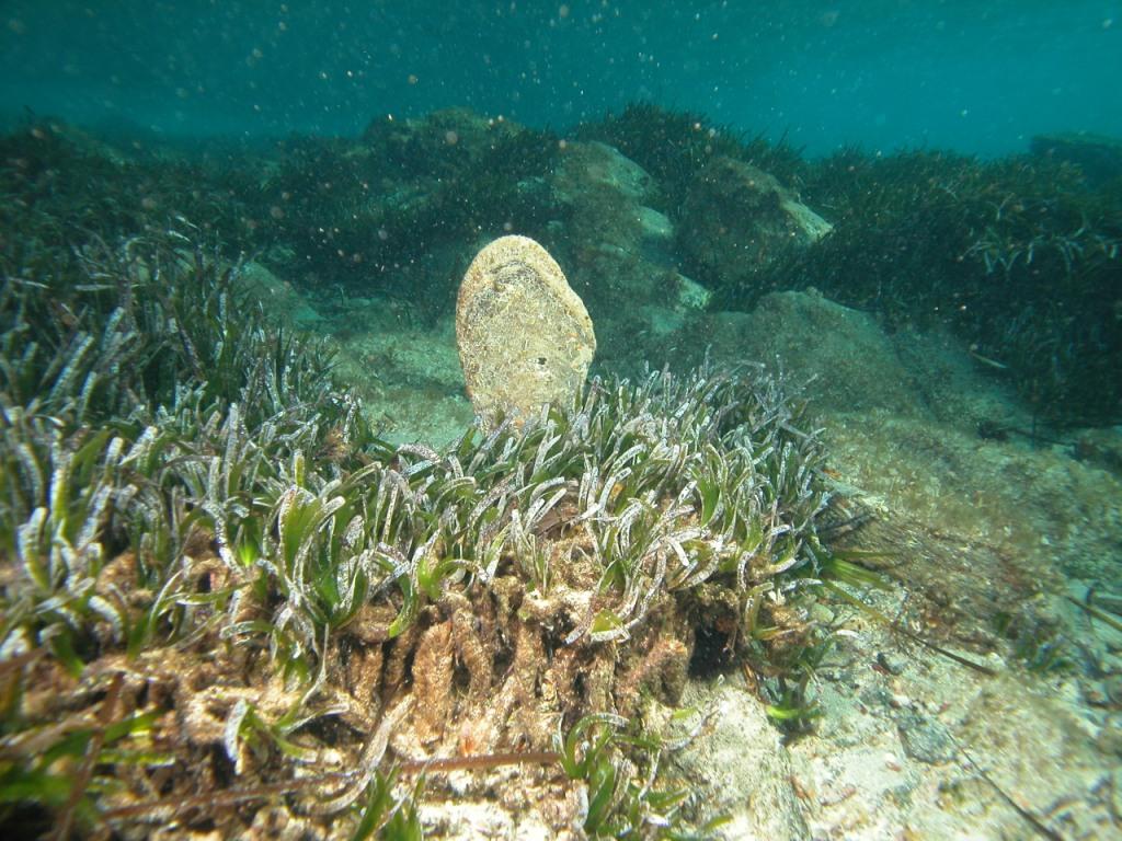 Rizomi di Posidonia oceanica