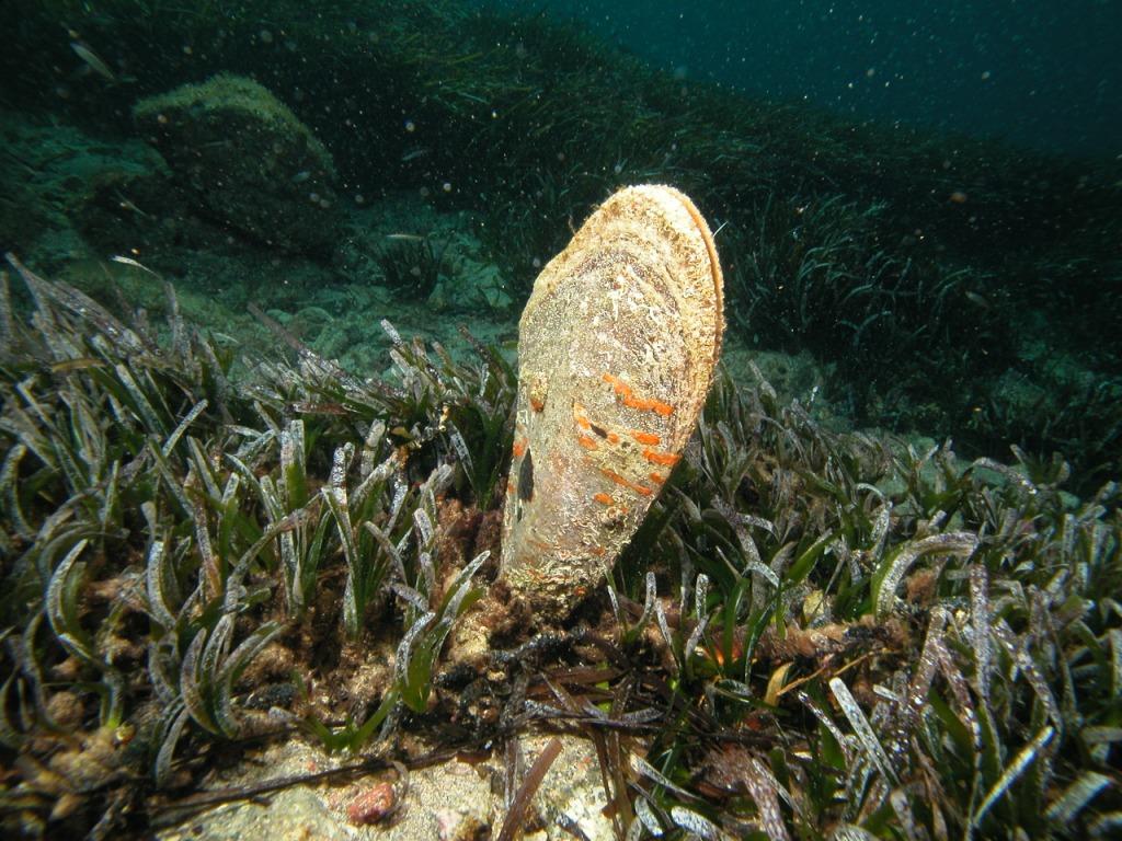 Rizomi di Posidonia oceanica