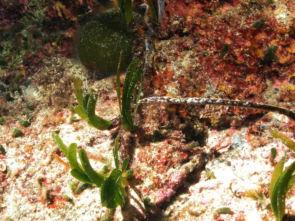 Rizomi di Posidonia oceanica