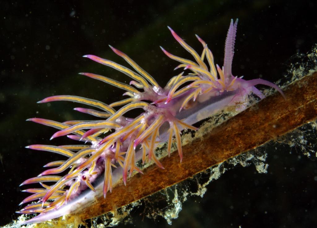 Flabellina affinis ed uova