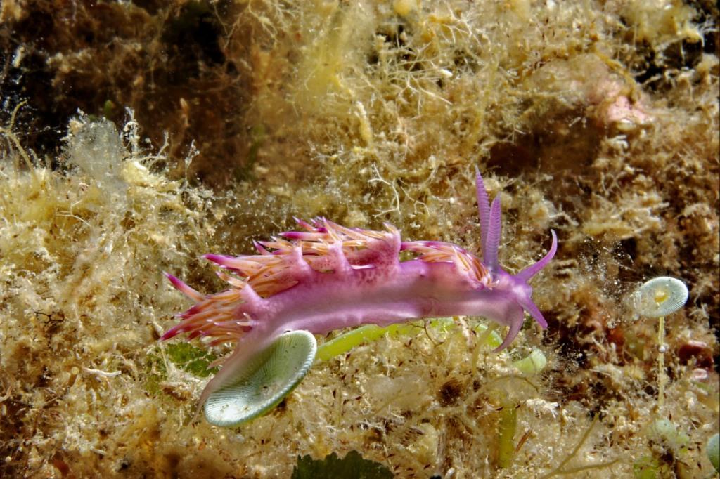 Flabellina affinis ed uova