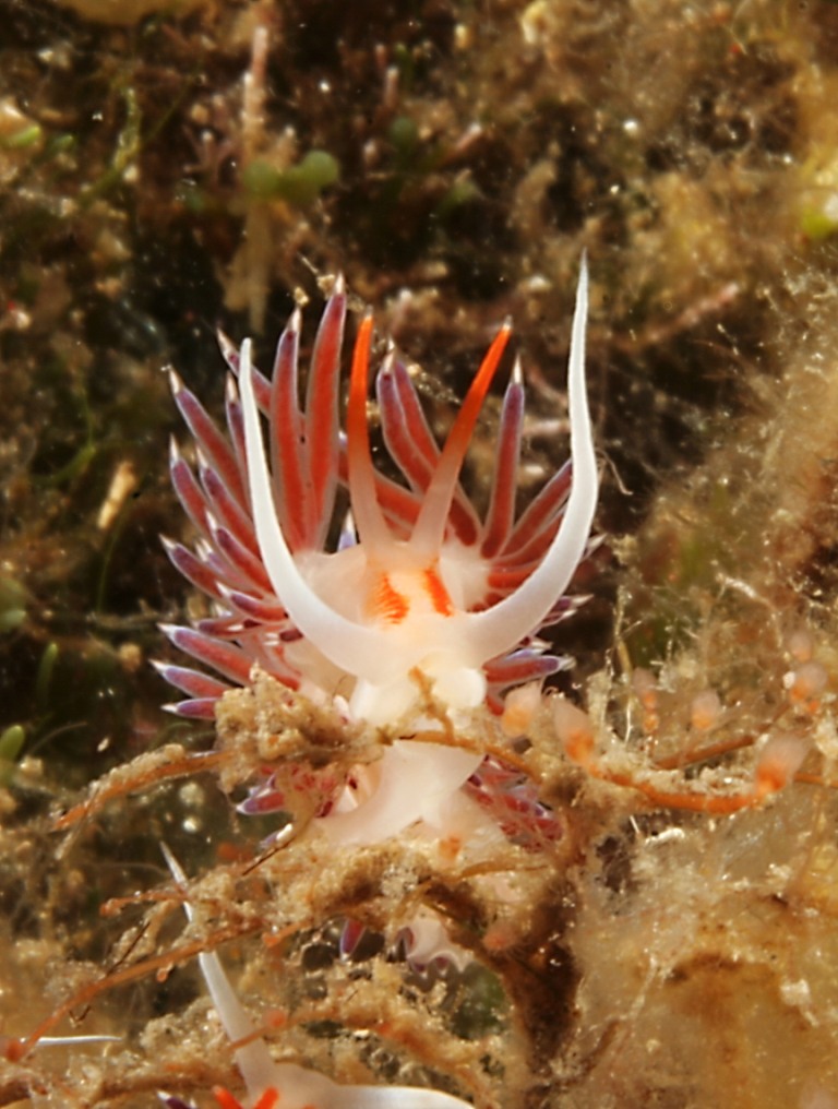 Cratena peregrina e Flabellina affinis