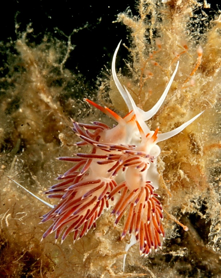 Cratena peregrina e Flabellina affinis