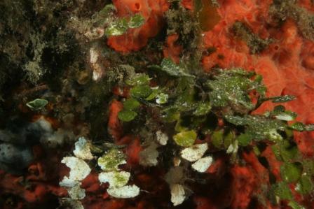 Halimeda tuna