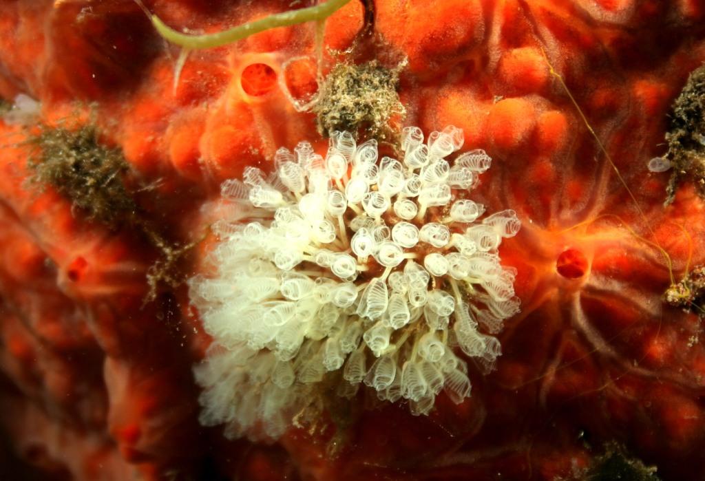 Clavelina nana