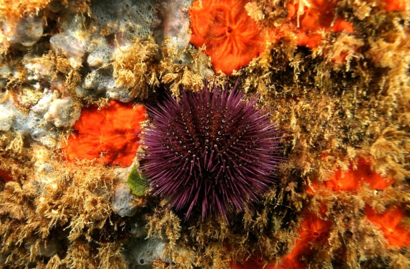 Sphaerechinus granularis e Paracentrotus lividus