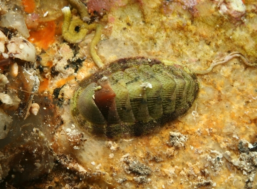 Chiton olivaceus