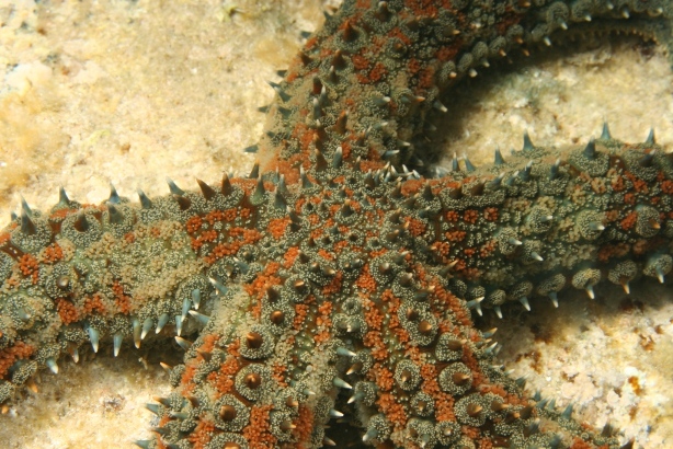 Marthasterias glacialis e Ophidiaster ophidianus