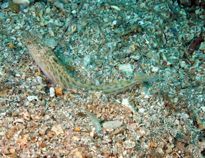 Trachinus draco, Linnaeus,1758