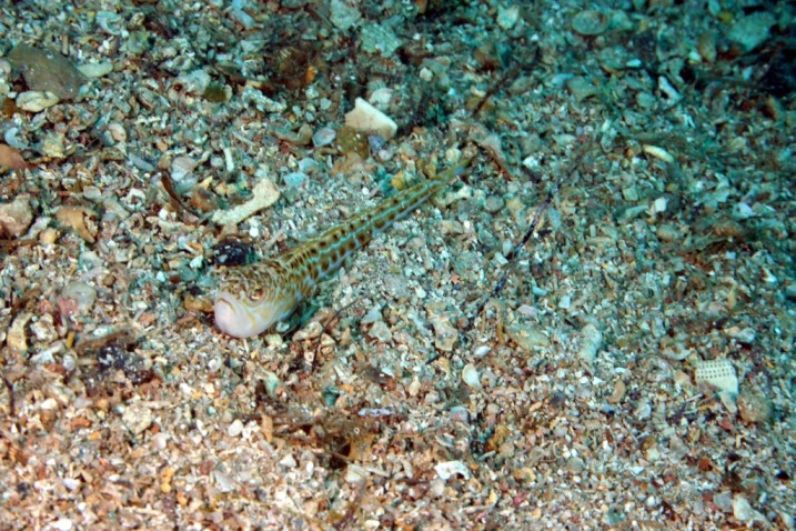 Trachinus draco, Linnaeus,1758