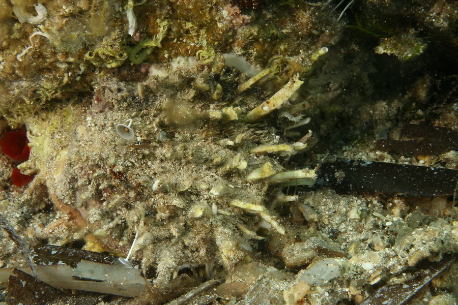 Spondylus gaederopus