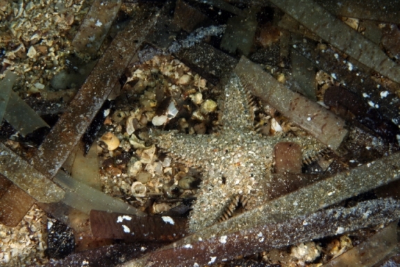 Astropecten platyacanthus (Philippi, 1837)