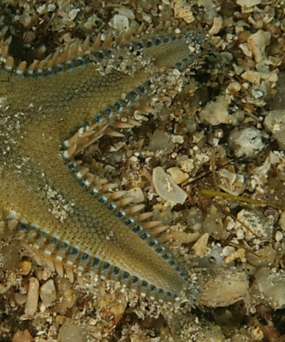 Astropecten platyacanthus (Philippi, 1837)