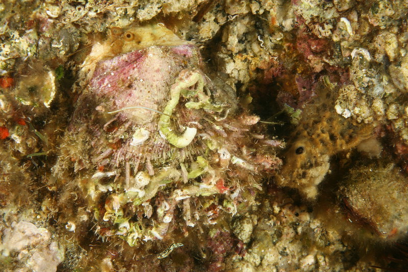 Spondylus gaederopus