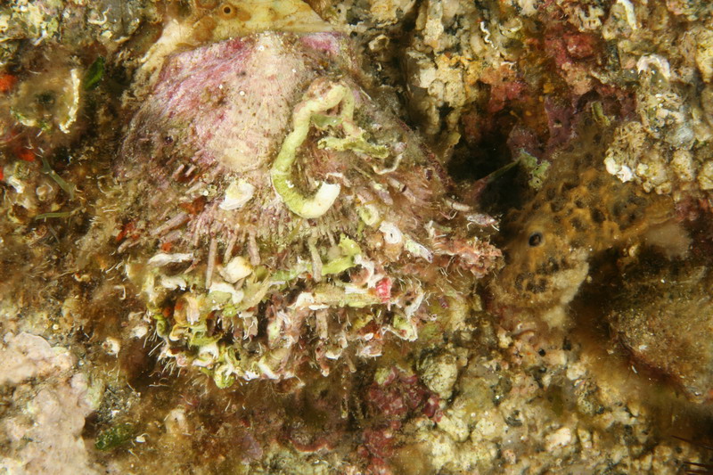 Spondylus gaederopus