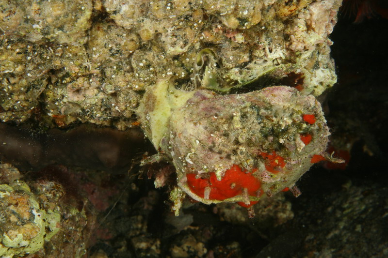 Spondylus gaederopus