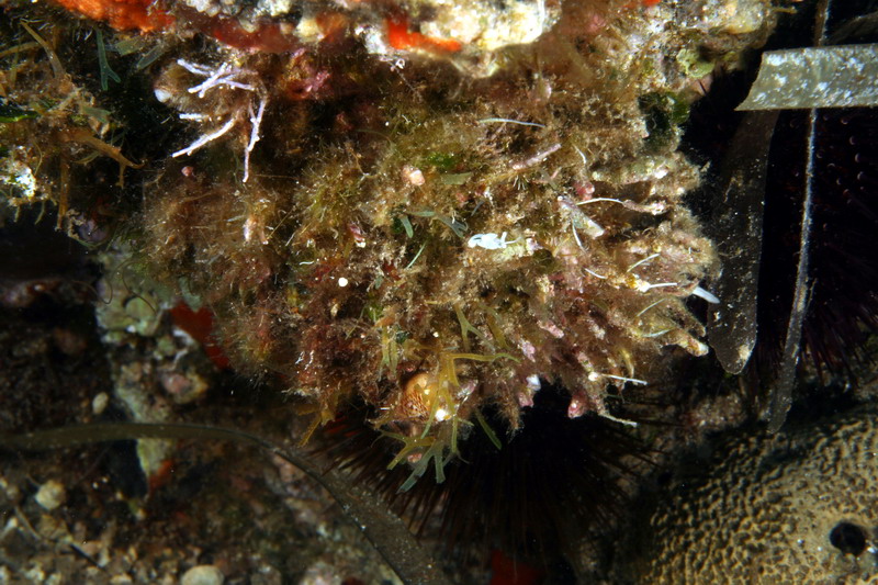 Spondylus gaederopus