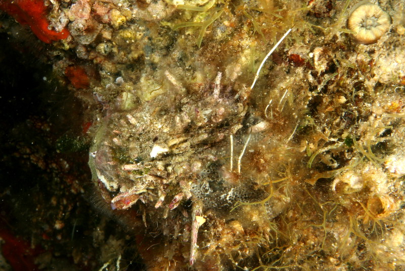 Spondylus gaederopus