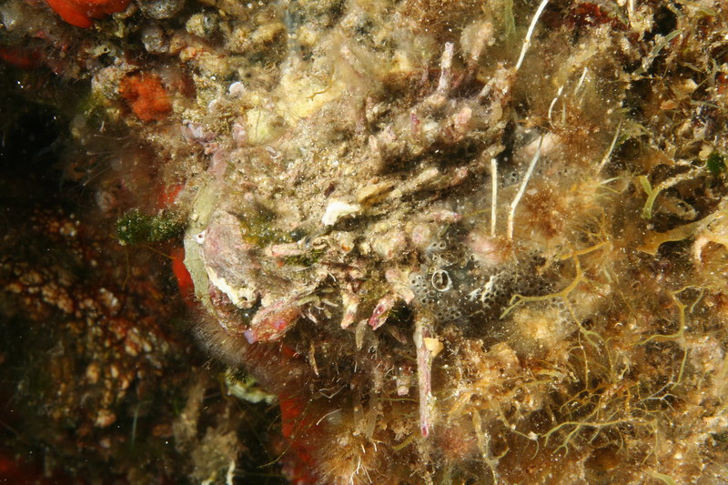 Spondylus gaederopus