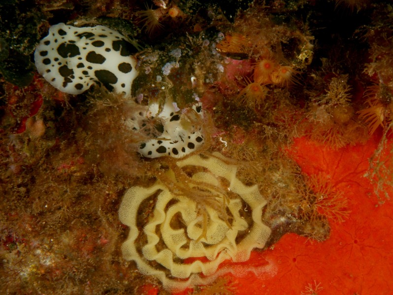 Riproduzione Discodoris atromaculata