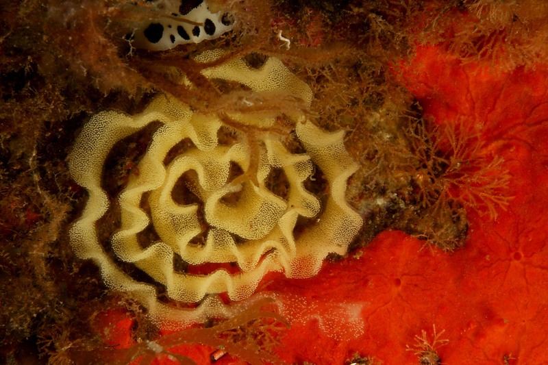 Riproduzione Discodoris atromaculata