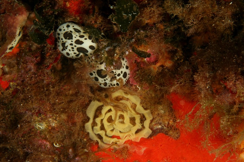 Riproduzione Discodoris atromaculata