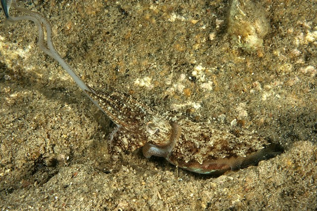 Predazione da parte di Sepia officinalis