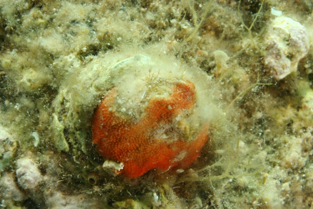 Predazione da parte di Sepia officinalis