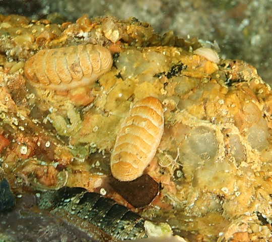 Lepidopleurus cajetanus