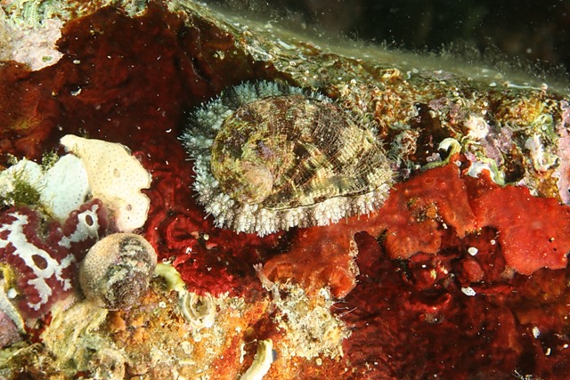 Haliotis lamellosa