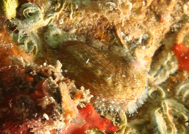 Haliotis lamellosa
