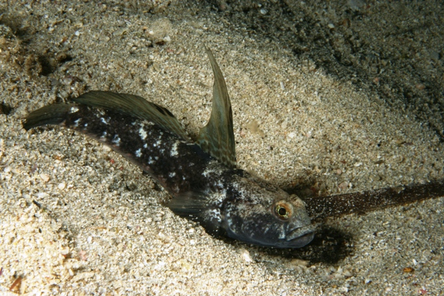 Gobius niger
