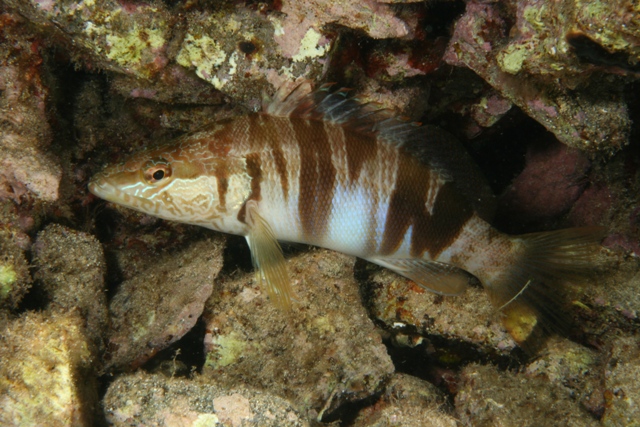 Serranus scriba