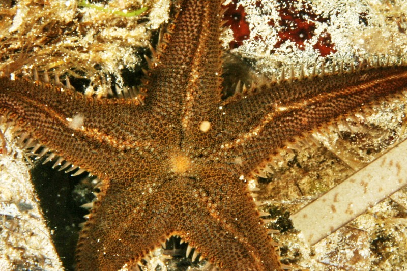 Astropecten spinulosus, A. platyacanthus, A. aranciacus