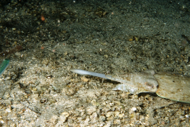 Predazione da parte di Sepia officinalis