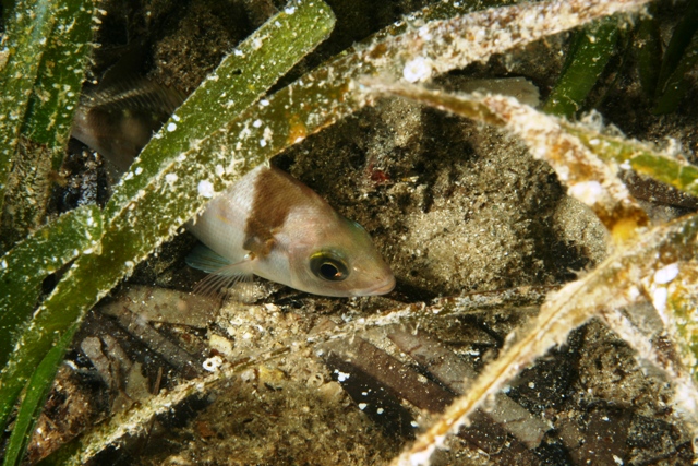 Spondyliosoma cantharus juvenile di notte