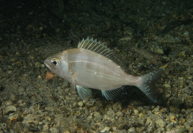 Spondyliosoma cantharus juvenile di notte