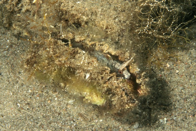 Parablennius tentacularis (Brunnich, 1768)