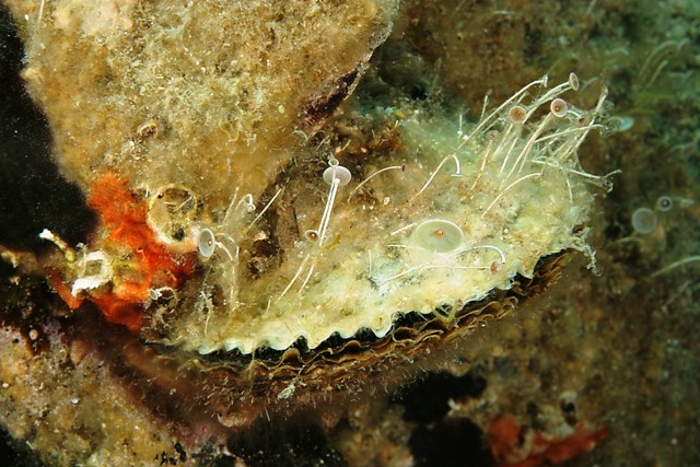 Ostrea sp.